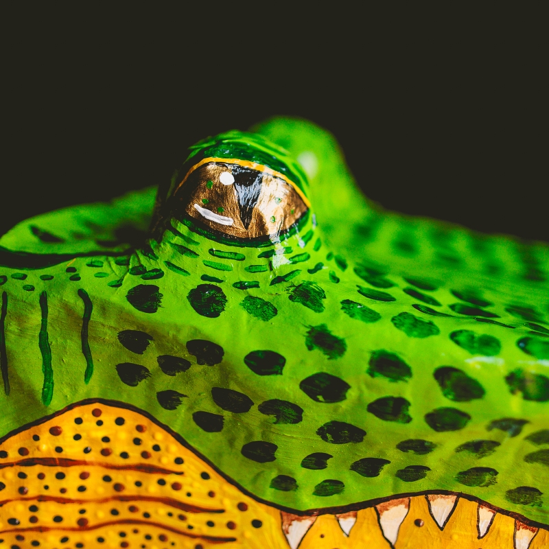 Steve - Actually an Alligator, Not a Crocodile - Image 3